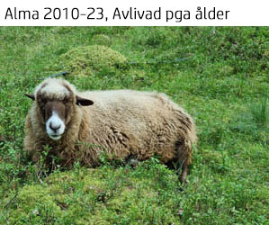 Alma 2024.jpg